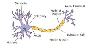 Nuevo compuesto promueve la reactivación de mielina en trastornos del sistema nervioso como la esclerosis múltiple Estructura de la neurona típica