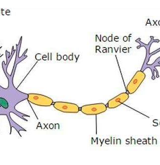 Estructura de la neurona típica