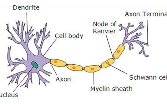 Nuevo compuesto promueve la reactivación de mielina en trastornos del sistema nervioso como la esclerosis múltiple Estructura de la neurona típica