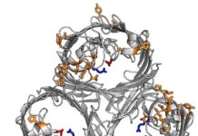 Descubren cómo las superbacterias bloquean los antibióticos Estructura de la proteína resistente a los antibióticos que cierra el poro a los antibióticos en la superbacteria K. pneumoniae