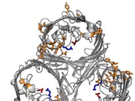 Descubren cómo las superbacterias bloquean los antibióticos Estructura de la proteína resistente a los antibióticos que cierra el poro a los antibióticos en la superbacteria K. pneumoniae