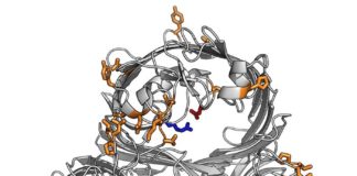 Descubren cómo las superbacterias bloquean los antibióticos Estructura de la proteína resistente a los antibióticos que cierra el poro a los antibióticos en la superbacteria K. pneumoniae