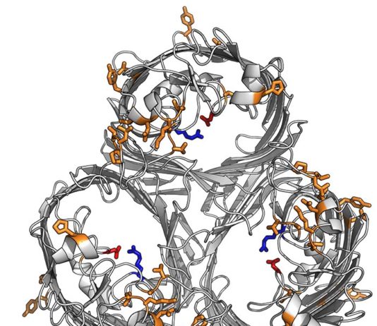 Descubren cómo las superbacterias bloquean los antibióticos Estructura de la proteína resistente a los antibióticos que cierra el poro a los antibióticos en la superbacteria K. pneumoniae