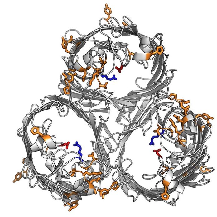 Estructura de la proteína resistente a los antibióticos que cierra el poro a los antibióticos en la superbacteria K. pneumoniae