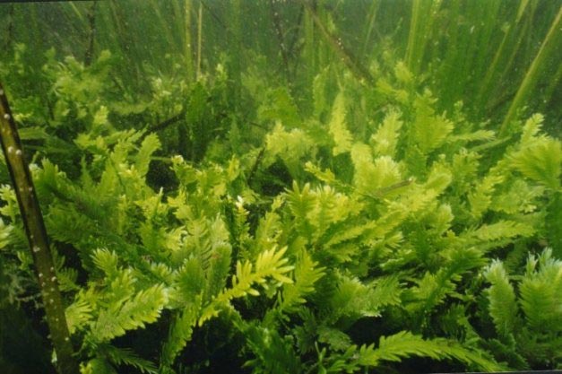 El alga asesina, Caulerpa taxifolia