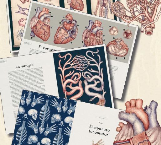 Impedimenta publica el volumen ilustrado Anatomicum: Conoce el interior de tu cuerpo Anatomicum