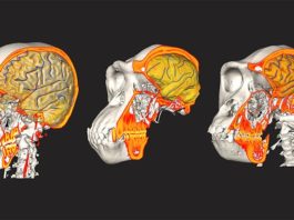 El cerebro humano y el cráneo siguieron caminos evolutivos independientes Datos de CT / MRI de humano, chimpancé y gorila