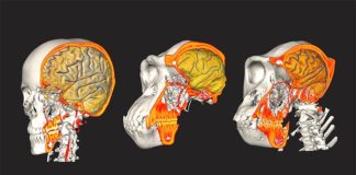 El cerebro humano y el cráneo siguieron caminos evolutivos independientes Datos de CT / MRI de humano, chimpancé y gorila