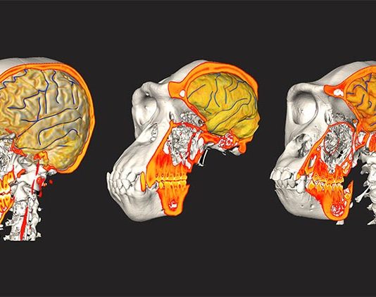 El cerebro humano y el cráneo siguieron caminos evolutivos independientes Datos de CT / MRI de humano, chimpancé y gorila