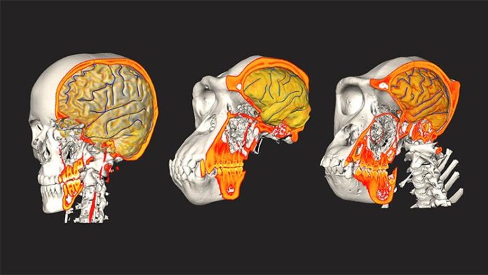 Datos de CT / MRI de humano, chimpancé y gorila