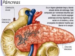 Diabetes: Nueva forma de generar células productoras de insulina en mamíferos y pez cebra Diabetes: el páncreas