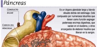 Diabetes: Nueva forma de generar células productoras de insulina en mamíferos y pez cebra Diabetes: el páncreas