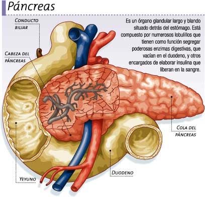 Diabetes: el páncreas