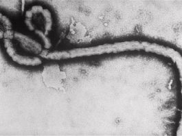 Akal publica la guía ilustrada Virus, de la ecóloga Marilyn J. Roossinck Virus del ébola