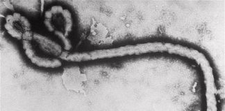 Akal publica la guía ilustrada Virus, de la ecóloga Marilyn J. Roossinck Virus del ébola