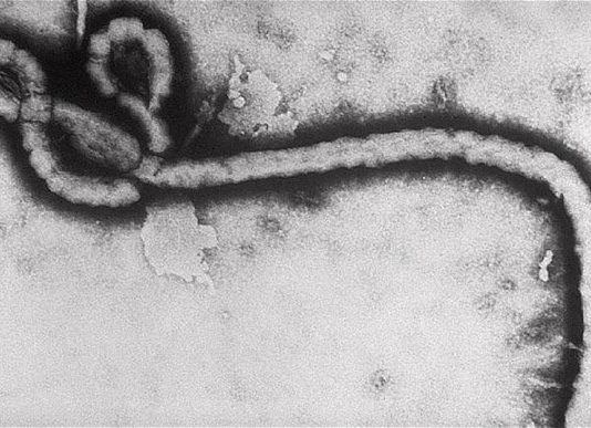 Akal publica la guía ilustrada Virus, de la ecóloga Marilyn J. Roossinck Virus del ébola