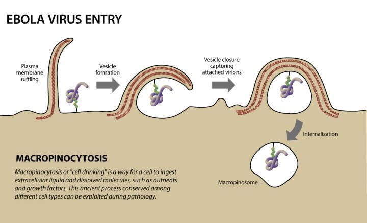 Entrada del virus ébola a una célula