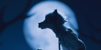 El opening de Beastars enamora por su animación stop motion