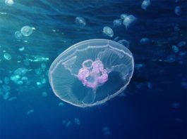 Impactos de las invasiones biológicas… ¿Qué son? Aurelia aurita, medusa común