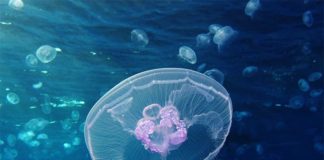 Impactos de las invasiones biológicas… ¿Qué son? Aurelia aurita, medusa común