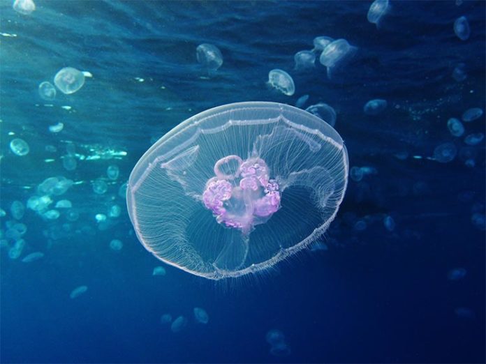 Aurelia aurita, medusa común