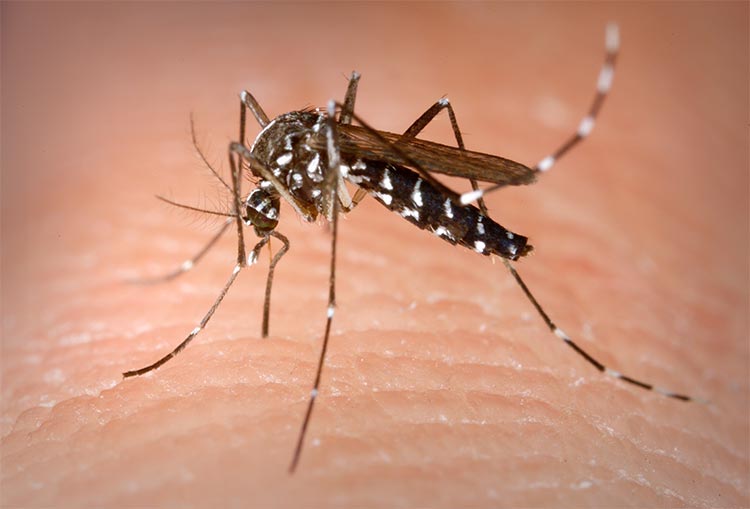 Aedes albopictus, el mosquito tigre