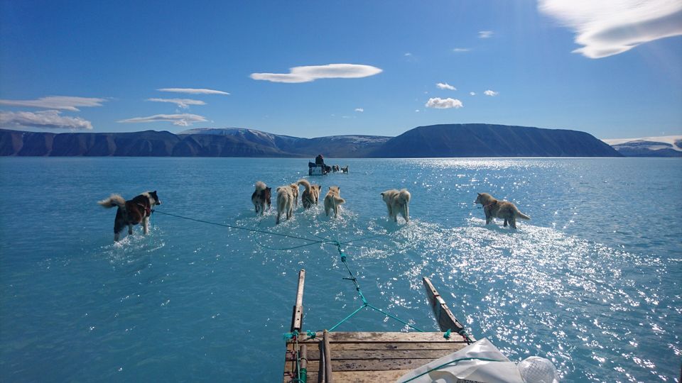 Perros de trineo caminan sobre un glaciar que se deshiela en Groenlandia. Foto: Steffen M. Olsen/Danish Meteorological Institute (DMI)