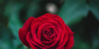 Ciencia: La belleza de las rosas Rosa roja
