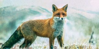 «La España del silencio», de Borja Cardelús: la llamada del salvajerío ibérico