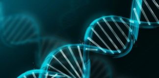 El ADN de los antiguos homínidos ha contribuido al humano con defensas contra las infecciones y otros rasgos Doble hélice de ADN