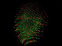 Las moscas de la fruta y los humanos ven el color con un circuito cerebral similar Retina de mosca que muestra todos los fotorreceptores R8 en verde y los receptores y R8 en rojo