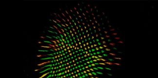 Las moscas de la fruta y los humanos ven el color con un circuito cerebral similar Retina de mosca que muestra todos los fotorreceptores R8 en verde y los receptores y R8 en rojo