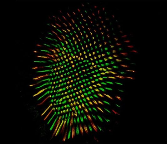 Las moscas de la fruta y los humanos ven el color con un circuito cerebral similar Retina de mosca que muestra todos los fotorreceptores R8 en verde y los receptores y R8 en rojo