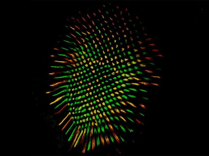 Retina de mosca que muestra todos los fotorreceptores R8 en verde y los receptores y R8 en rojo Retina de mosca que muestra todos los fotorreceptores R8 en verde y los receptores y R8 en rojo