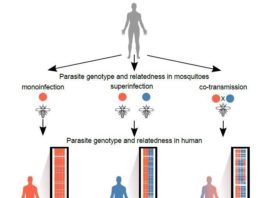 Nuevo estudio revela el origen de infecciones complejas de malaria Tabla de secuenciación de células individuales en parásitos de la malaria