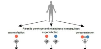 Nuevo estudio revela el origen de infecciones complejas de malaria Tabla de secuenciación de células individuales en parásitos de la malaria