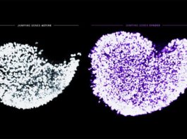 Los genes saltarines amenazan la calidad de los óvulos en los mamíferos Óvulos con el desgaste de los ovocitos fetales activado y sin él