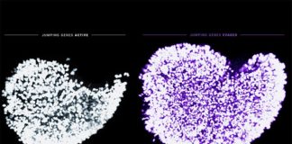 Los genes saltarines amenazan la calidad de los óvulos en los mamíferos Óvulos con el desgaste de los ovocitos fetales activado y sin él