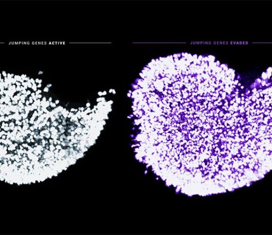 Los genes saltarines amenazan la calidad de los óvulos en los mamíferos Óvulos con el desgaste de los ovocitos fetales activado y sin él