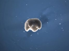 Construyen los primeros robots vivos y programables: xenobots Xenobot