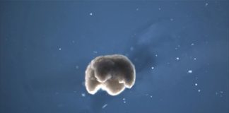 Construyen los primeros robots vivos y programables: xenobots Xenobot