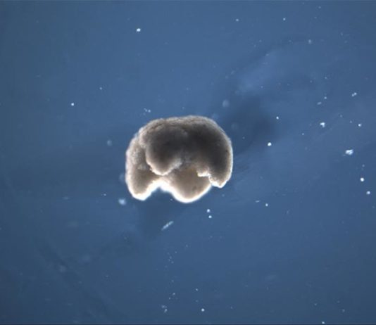 Construyen los primeros robots vivos y programables: xenobots Xenobot