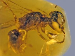 Hallado el fósil más antiguo (100 millones de años) de abeja primitiva con polen Fósil de abeja primitiva de hace 100 millones de años