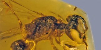 Hallado el fósil más antiguo (100 millones de años) de abeja primitiva con polen Fósil de abeja primitiva de hace 100 millones de años