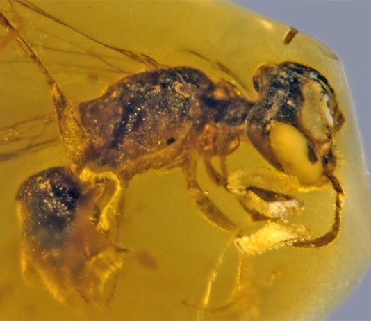 Hallado el fósil más antiguo (100 millones de años) de abeja primitiva con polen Fósil de abeja primitiva de hace 100 millones de años