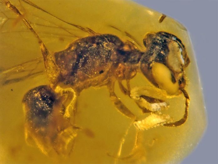 Fósil de abeja primitiva de hace 100 millones de años
