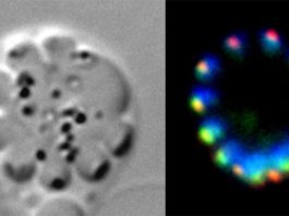 Nueva investigación muestra cómo crece y se multiplica el parásito de la malaria Condensina en la multiplicación celular asexual