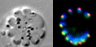 Nueva investigación muestra cómo crece y se multiplica el parásito de la malaria Condensina en la multiplicación celular asexual