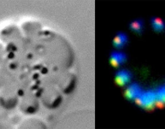 Nueva investigación muestra cómo crece y se multiplica el parásito de la malaria Condensina en la multiplicación celular asexual