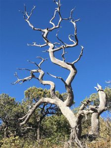 Juniperus deppeana muerto en Arizona Juniperus deppeana muerto en Arizona